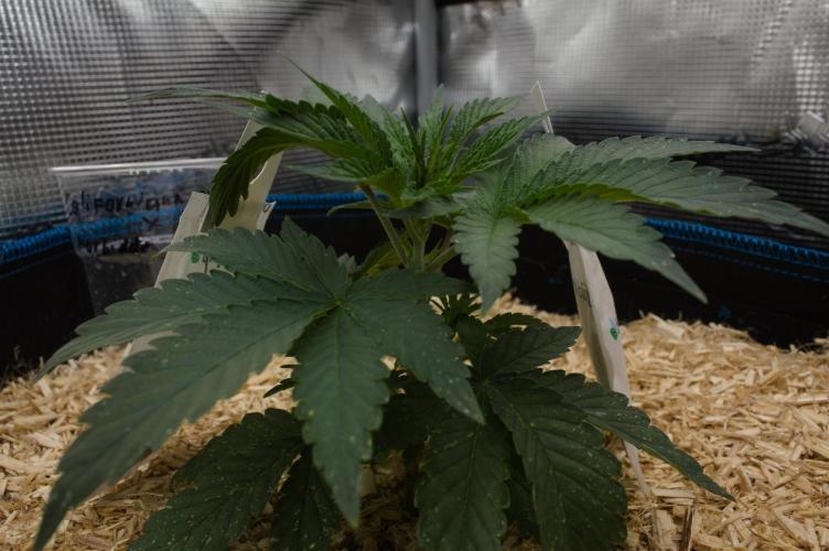 Forbidden Orange HappyPlant420. Week 3 - Day 21