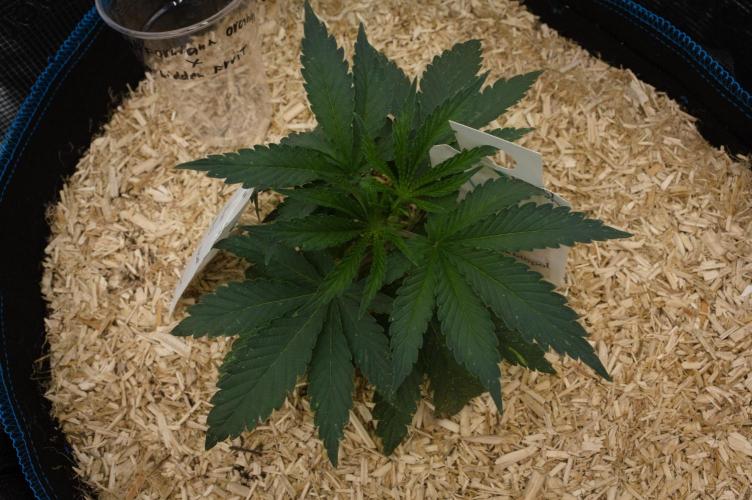 Forbidden Orange HappyPlant420. Week 3 - Day 21