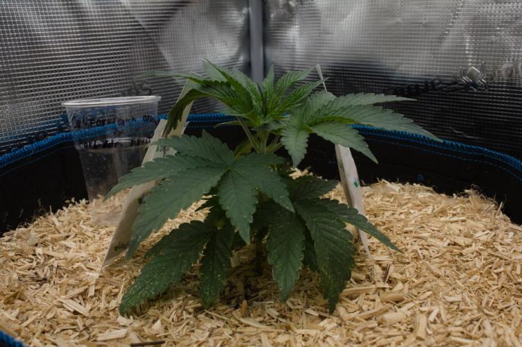 Forbidden Orange HappyPlant420. Week 3 - Day 21