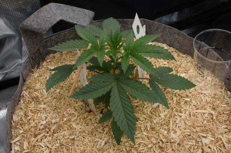 Pink Banana Runtz Dutch Passion. Week 3 - Day 21