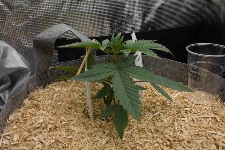 Pink Banana Runtz Dutch Passion. Week 3 - Day 21