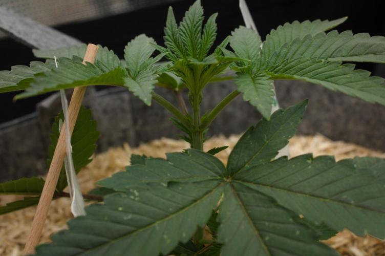 Pink Banana Runtz Dutch Passion. Week 3 - Day 21