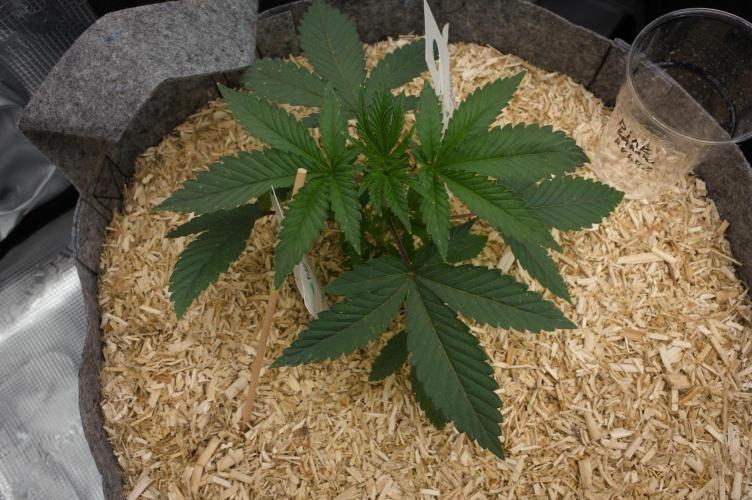 Pink Banana Runtz. Week 3