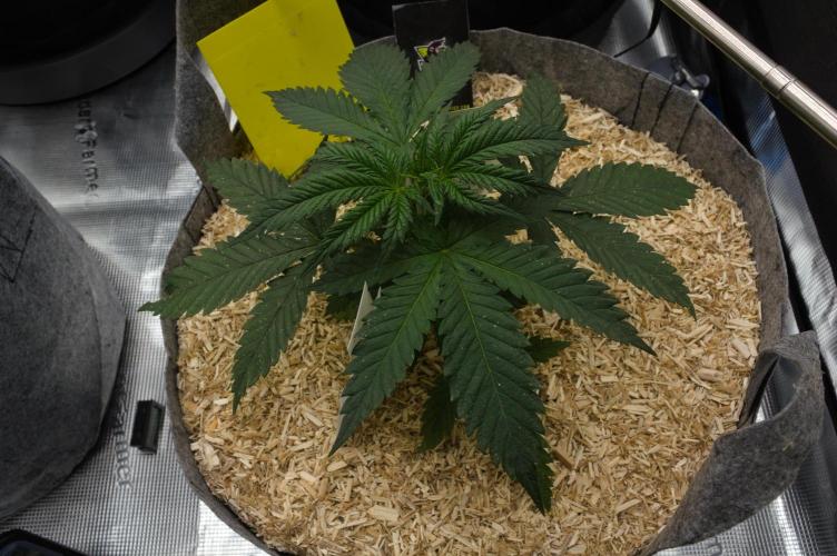 Orangu Tangie Monkey Genetics. Week 3 - Day 21