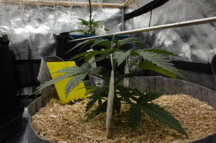 Orangu Tangie Monkey Genetics. Week 3 - Day 21