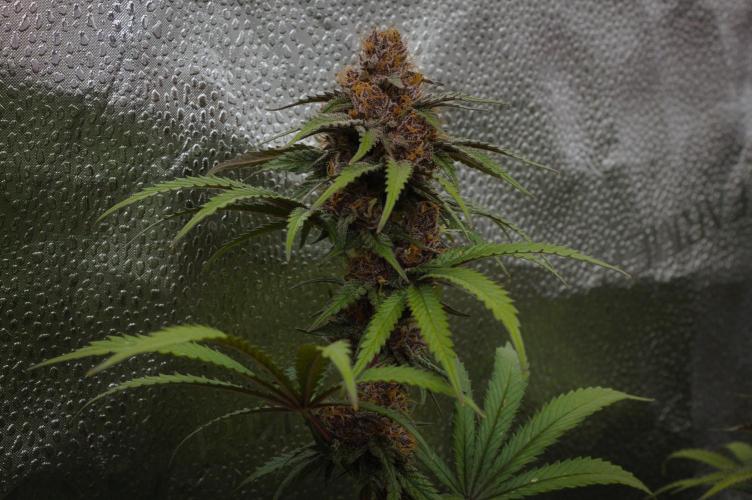 Sour Fruit Tartare Dutch Passion SOIL. Week 15 - Harvest