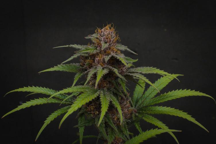 Sour Fruit Tartare Dutch Passion SOIL. Week 15 - Harvest