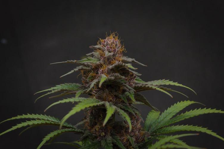 Sour Fruit Tartare Dutch Passion SOIL. Week 15 - Harvest