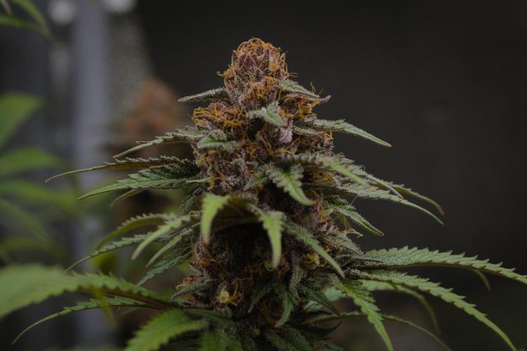Sour Fruit Tartare Dutch Passion SOIL. Week 15 - Harvest