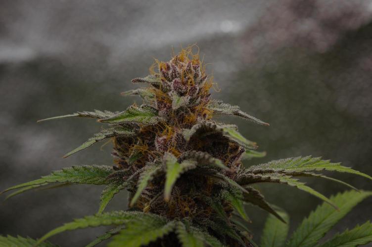 Sour Fruit Tartare Dutch Passion SOIL. Week 15 - Harvest