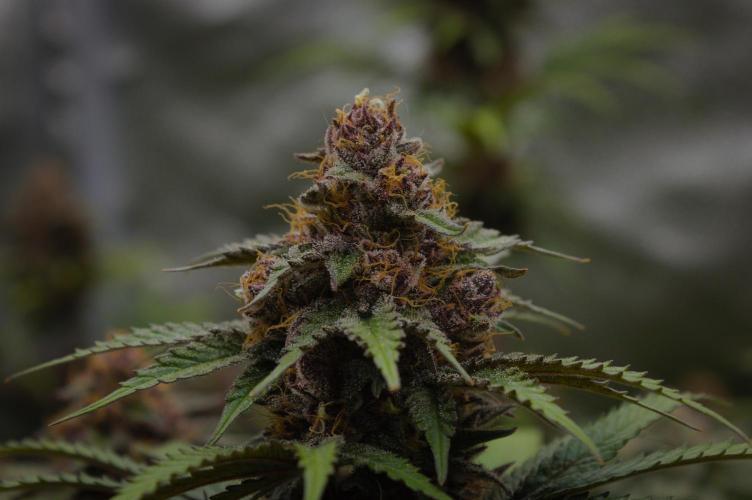 Sour Fruit Tartare Dutch Passion SOIL. Week 15 - Harvest