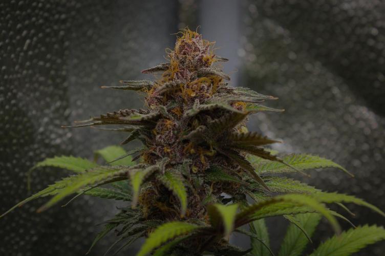 Sour Fruit Tartare Dutch Passion SOIL. Week 15 - Harvest