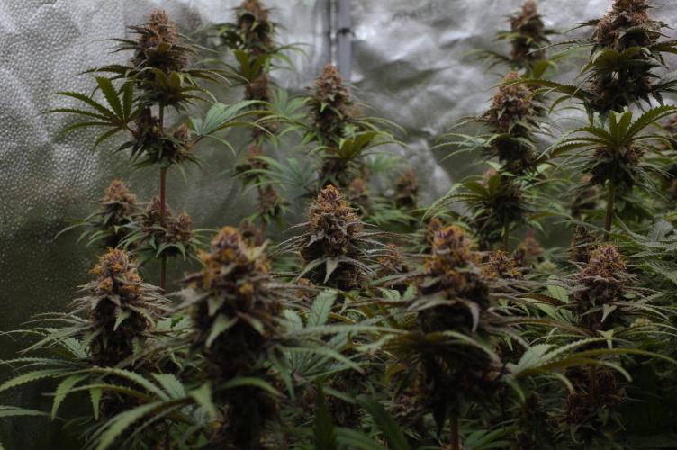 Sour Fruit Tartare Dutch Passion SOIL. Week 15 - Harvest