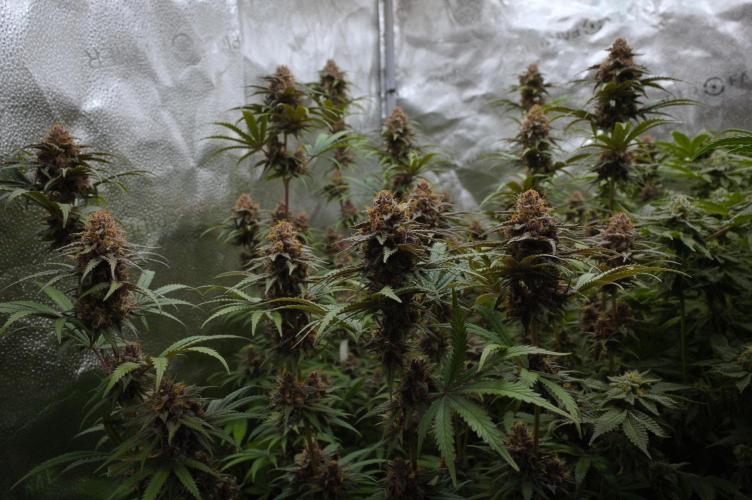Sour Fruit Tartare Dutch Passion SOIL. Week 15 - Harvest