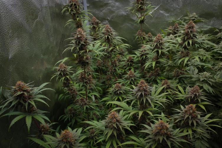Sour Fruit Tartare F1 - #8. Week 15
