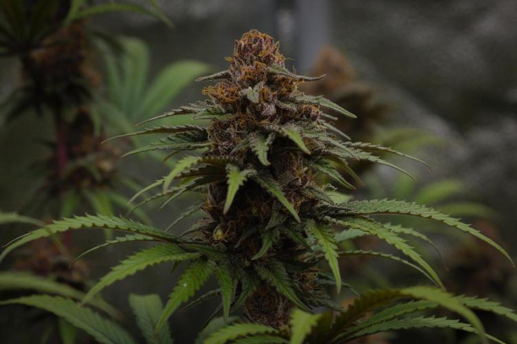 Sour Fruit Tartare Dutch Passion SOIL. Week 15 - Harvest