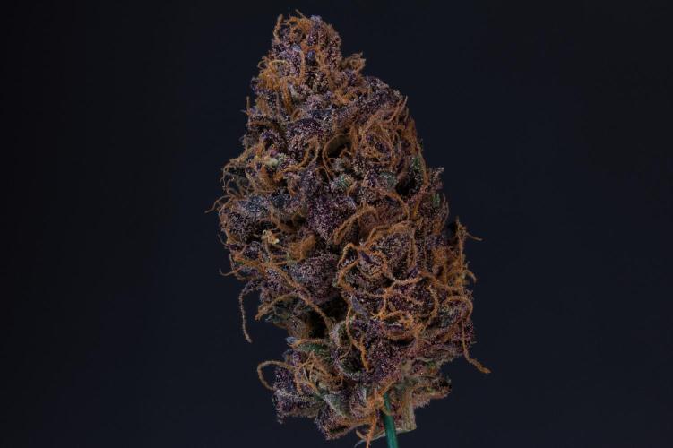 Sour Fruit Tartare Dutch Passion SOIL. Week 15 - Dry
