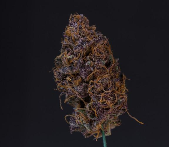 Sour Fruit Tartare Dutch Passion SOIL. Week 15 - Dry