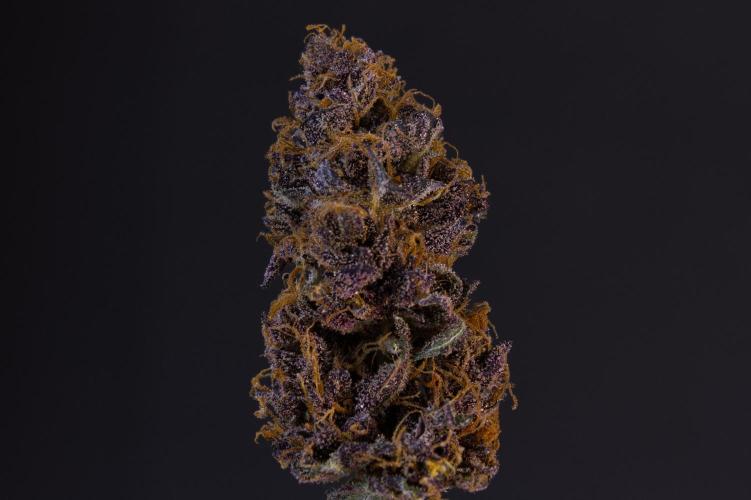 Sour Fruit Tartare Dutch Passion SOIL. Week 15 - Dry