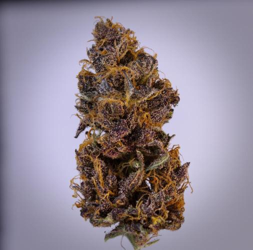 Sour Fruit Tartare F1 - #8. Week 15