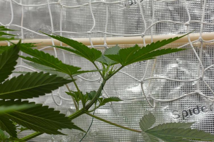 Lemon Z Dutch Passion. Week 4 - Day 28