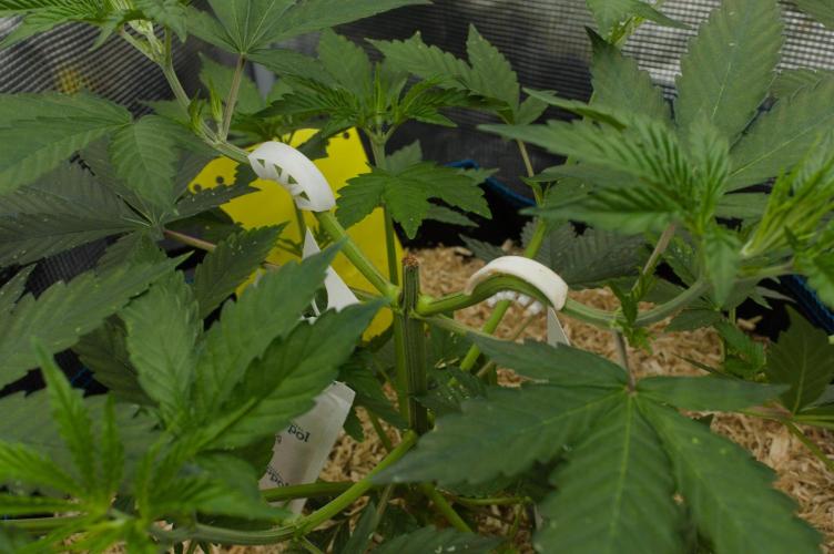 Lemon Z Dutch Passion. Week 4 - Day 28