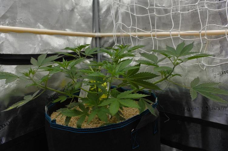 Lemon Z Dutch Passion. Week 4 - Day 28