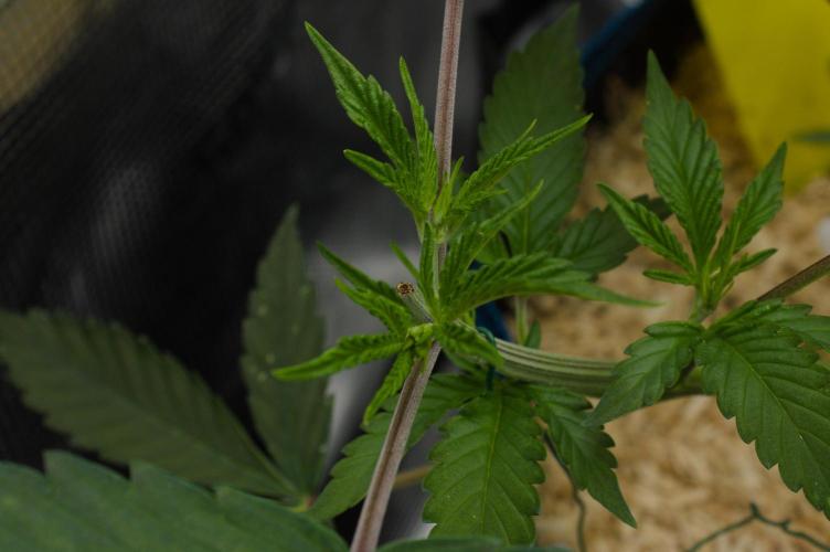 Lemon Z Dutch Passion. Week 4 - Day 28