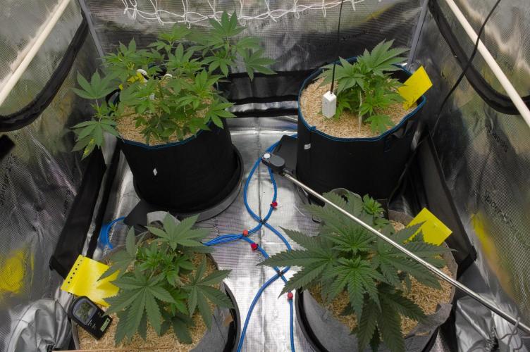 Lemon Z. Week 4