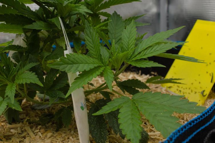 Forbidden Orange HappyPlant420. Week 4 - Day 28