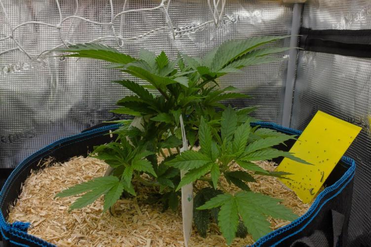 Forbidden Orange HappyPlant420. Week 4 - Day 28