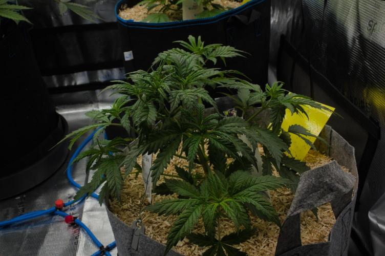 Orangu Tangie Monkey Genetics. Week 4 - Day 28