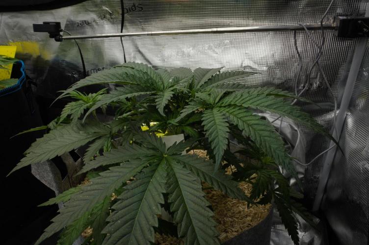 Orangu Tangie Monkey Genetics. Week 4 - Day 28