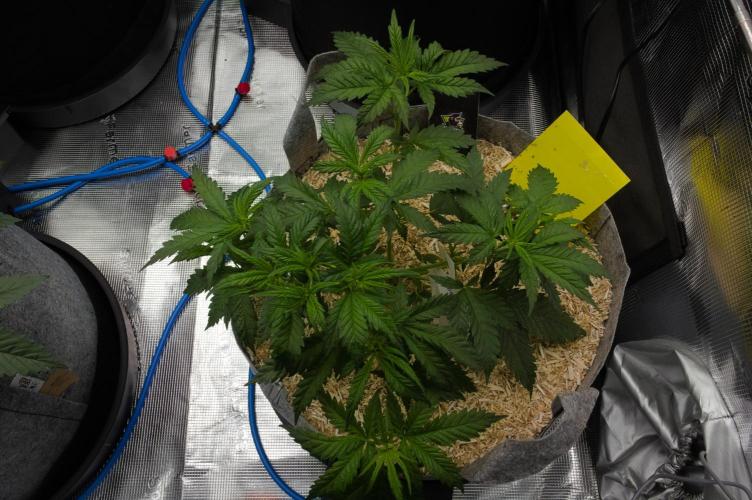 Orangu Tangie Monkey Genetics. Week 4 - Day 28