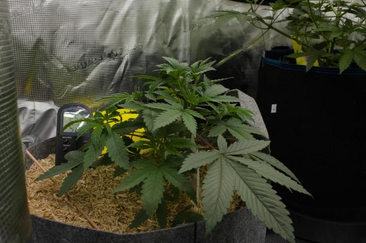 Pink Banana Runtz Dutch Passion. Week 4 - Day 28