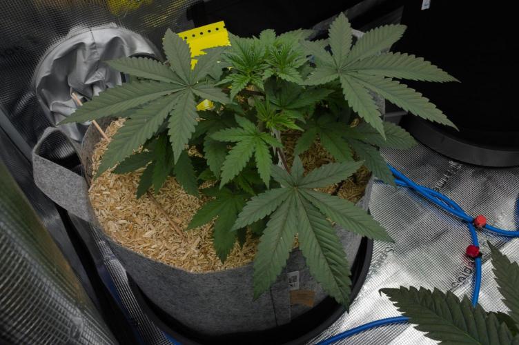 Pink Banana Runtz Dutch Passion. Week 4 - Day 28