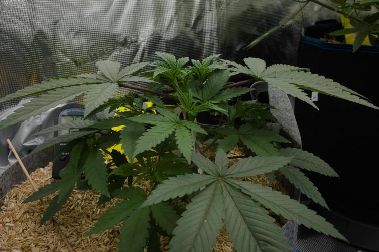 Pink Banana Runtz Dutch Passion. Week 4 - Day 28