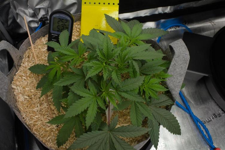 Pink Banana Runtz Dutch Passion. Week 4 - Day 28