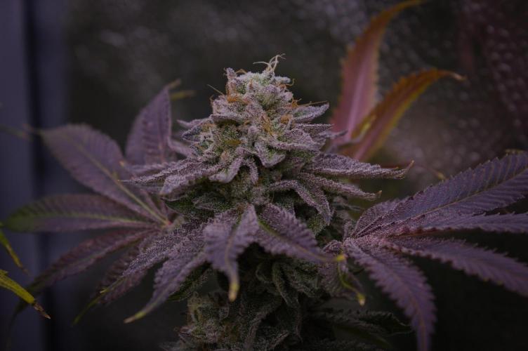 Cali Tings Wizard Trees SOIL. Week 16 - Harvest