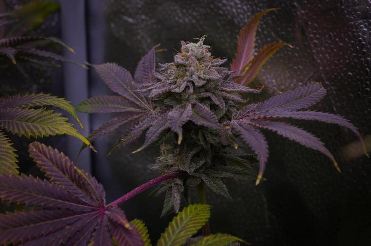 Cali Tings Wizard Trees SOIL. Week 16 - Harvest