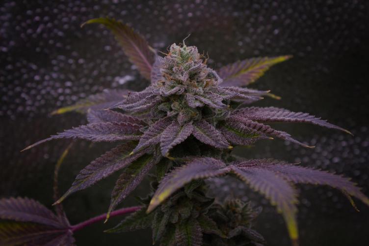 Cali Tings Wizard Trees SOIL. Week 16 - Harvest