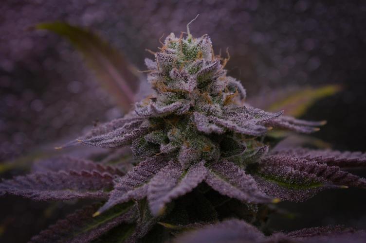 Cali Tings Wizard Trees SOIL. Week 16 - Harvest