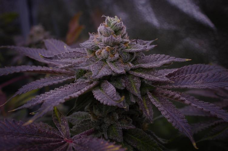 Cali Tings Wizard Trees SOIL. Week 16 - Harvest