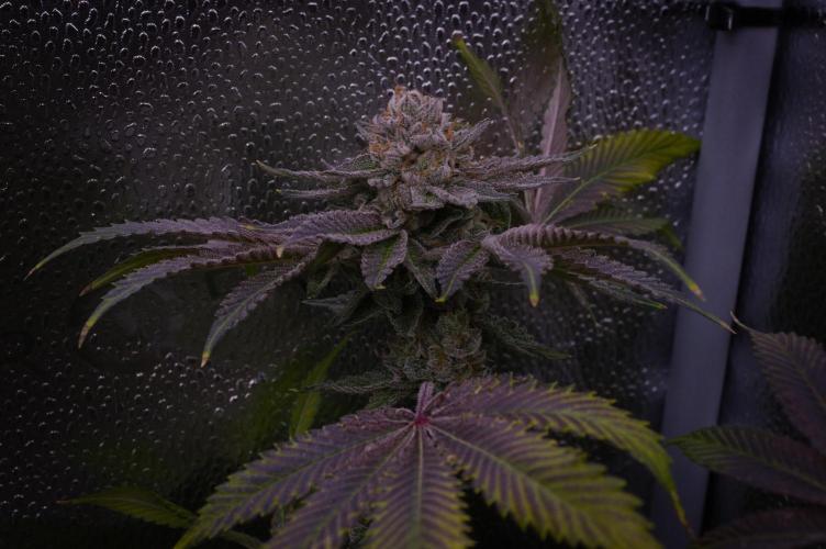 Cali Tings Wizard Trees SOIL. Week 16 - Harvest