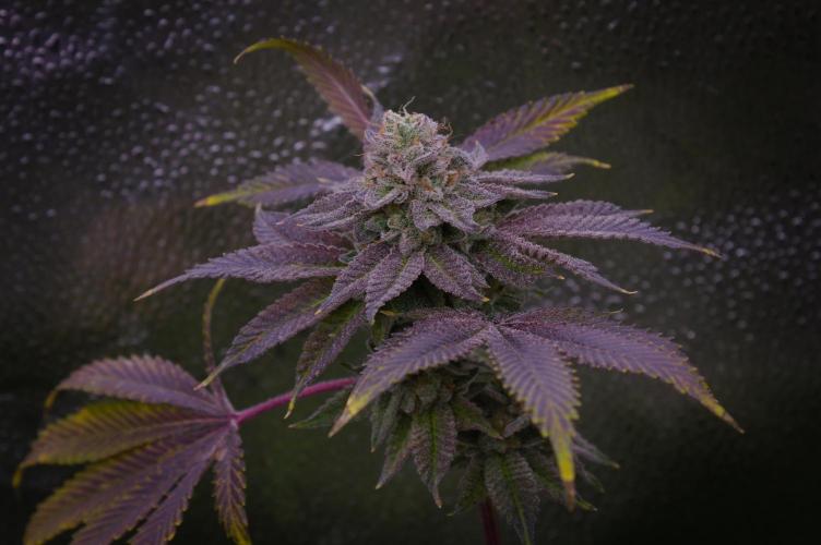 Cali Tings Wizard Trees SOIL. Week 16 - Harvest