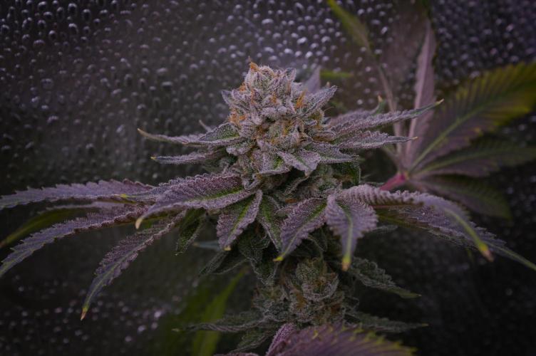 Cali Tings Wizard Trees SOIL. Week 16 - Harvest