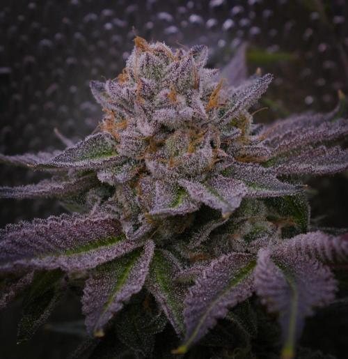 Cali Tings Wizard Trees SOIL. Week 16 - Harvest