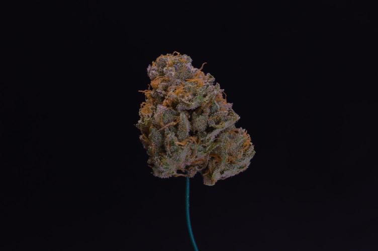 Cali Tings Wizard Trees SOIL. Week 16 - Dry
