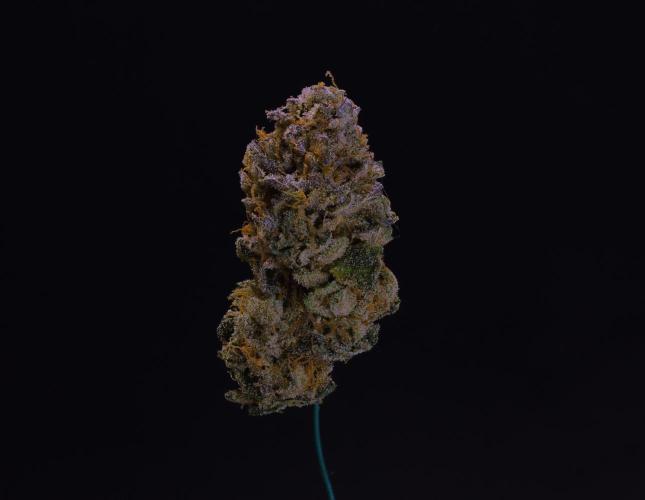 Cali Tings Wizard Trees SOIL. Week 16 - Dry
