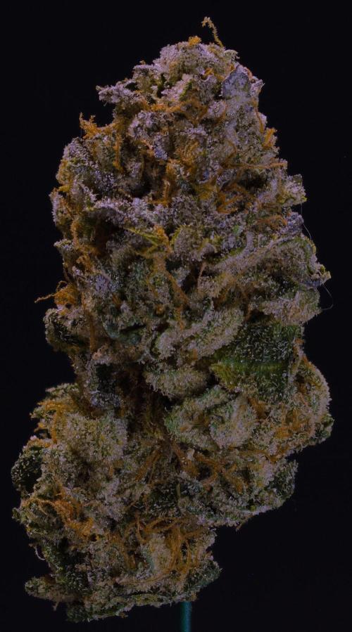 Cali Tings Wizard Trees SOIL. Week 16 - Dry